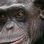 Permalink to Timeline: Nonhuman Primates in U.S. Research