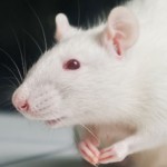 Permalink to Animals Used in Research in the U.S.